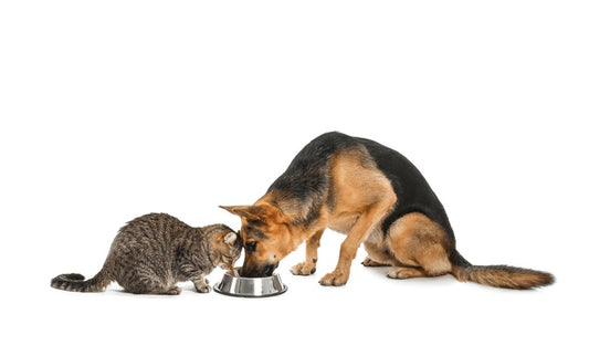 Top 10 Prevention Tips for Dog Eating Cat Food - Stylfer